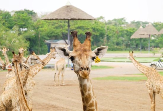曼谷野生動物園